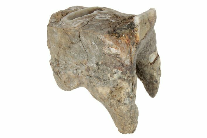 Fossil Woolly Rhino (Coelodonta) Tooth - Siberia #231031